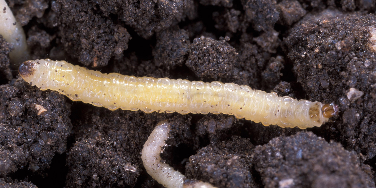 Corn Rootworm - Diabrotica virgifera virgifera larvae