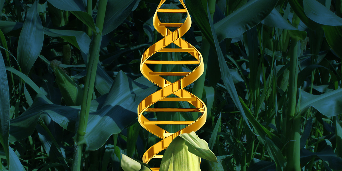 Corn and DNA