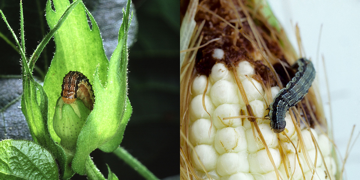 http://hrvatski-fokus.hr/wp-content/uploads/2018/05/Corn_bollworm_corn_earworm_1200x600.jpg