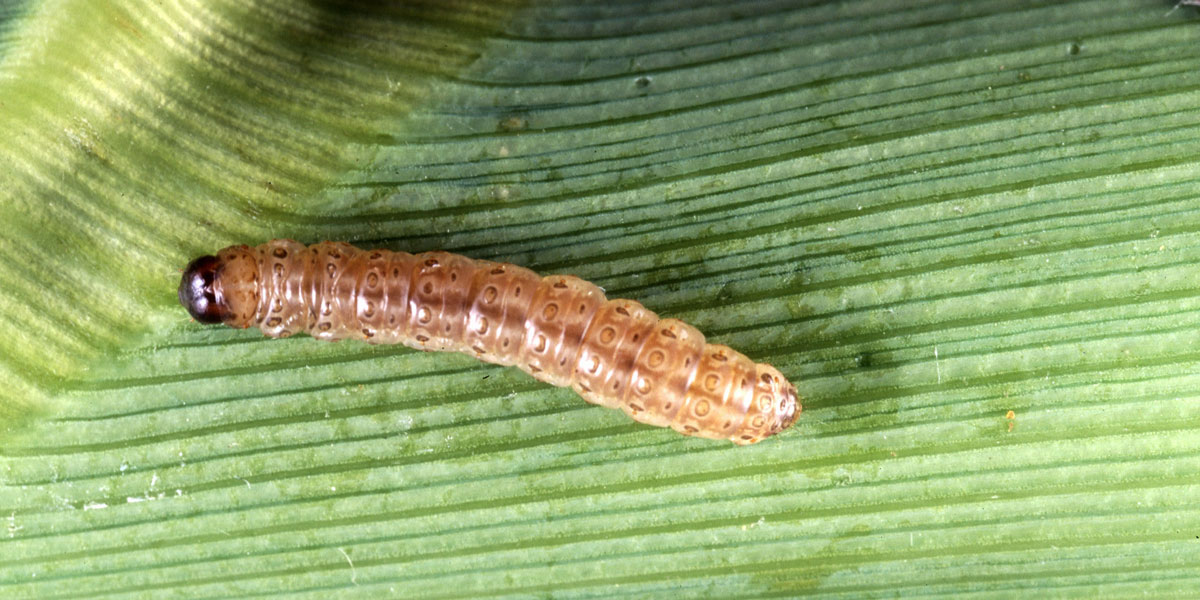 Corn borer