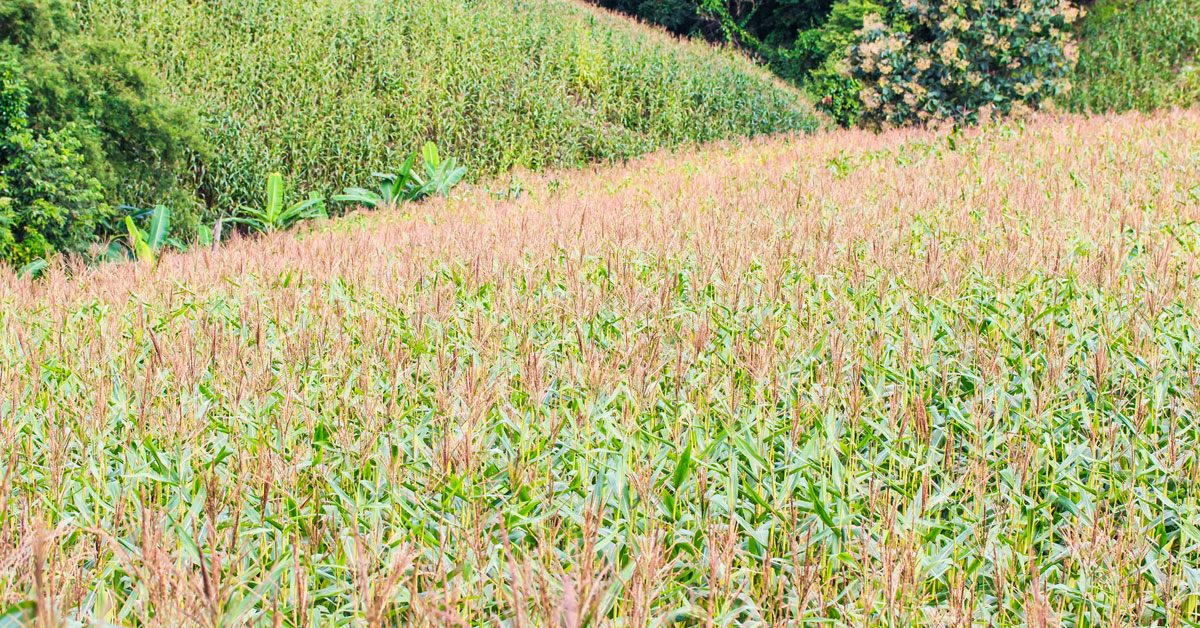 Corn field