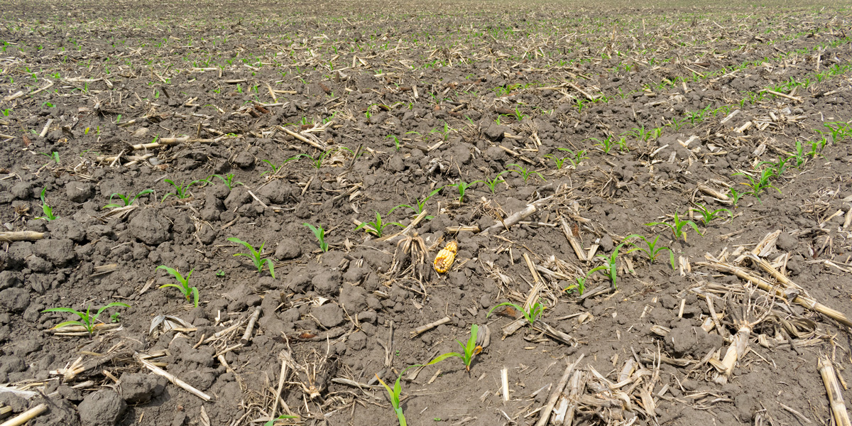 Corn field seeded with no-till technology