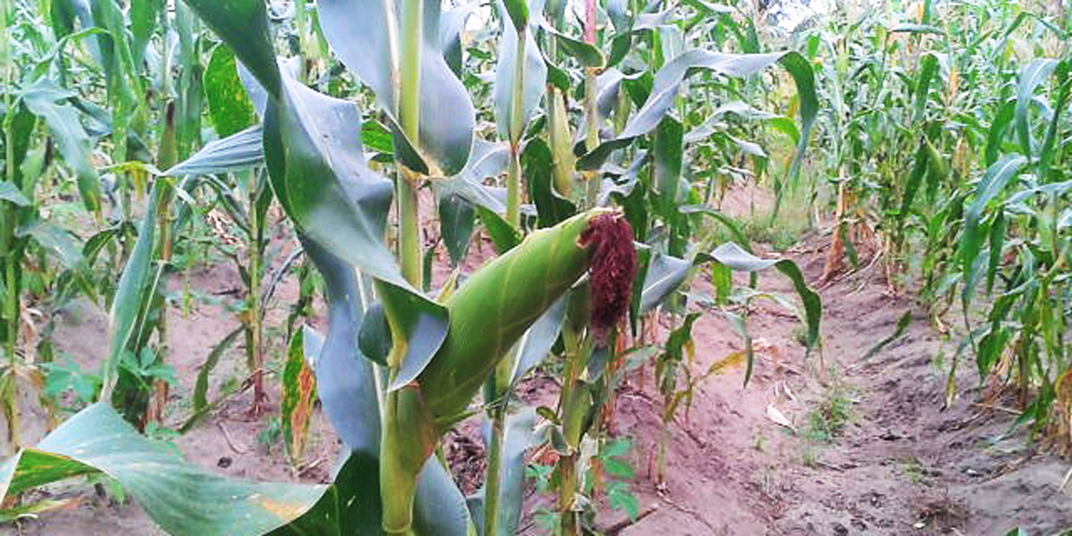Maize growing in field