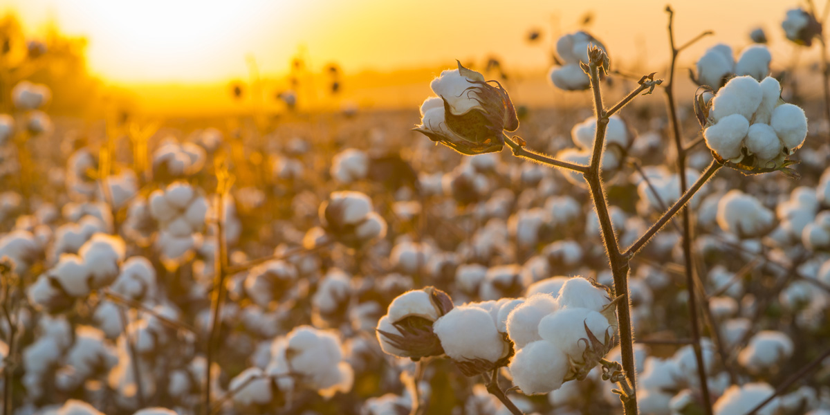 Cotton Field