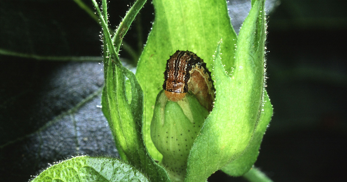 Cotton bullworm feeding