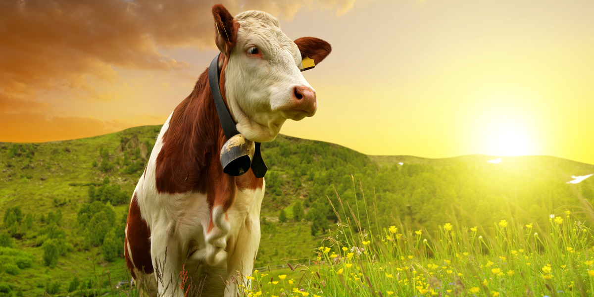 Cow in meadow at sunset