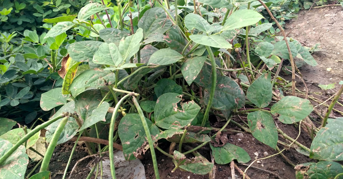 Cowpea field