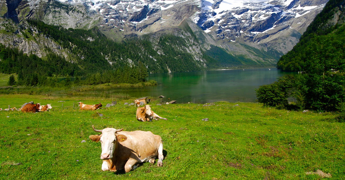 Cows, lake and mountains