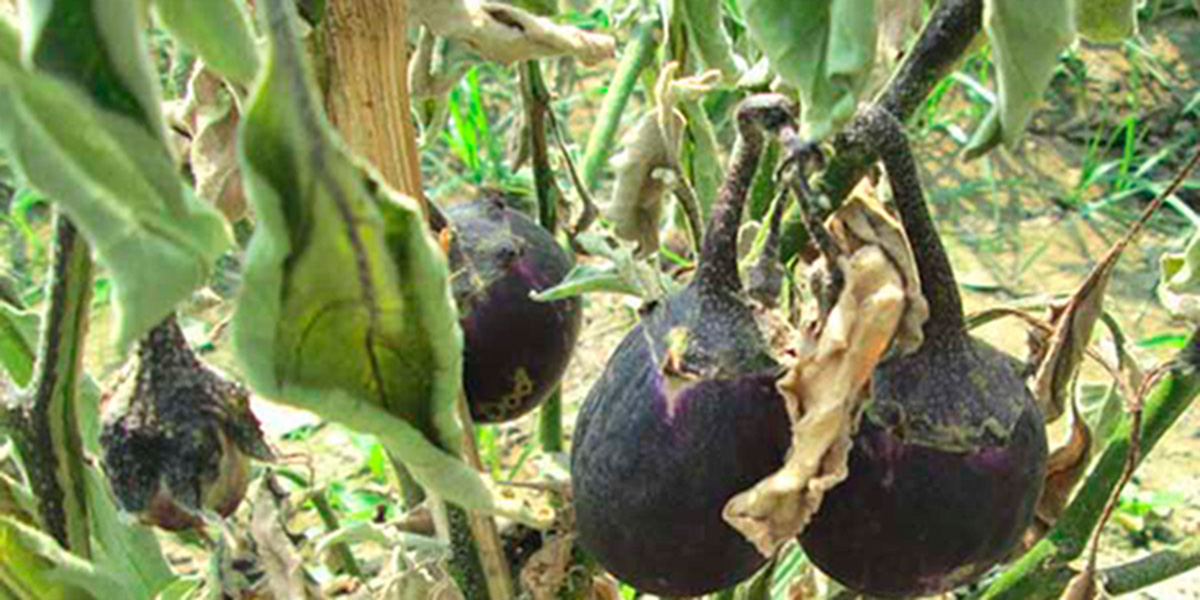 Damaged Bt Brinjal Bangladesh