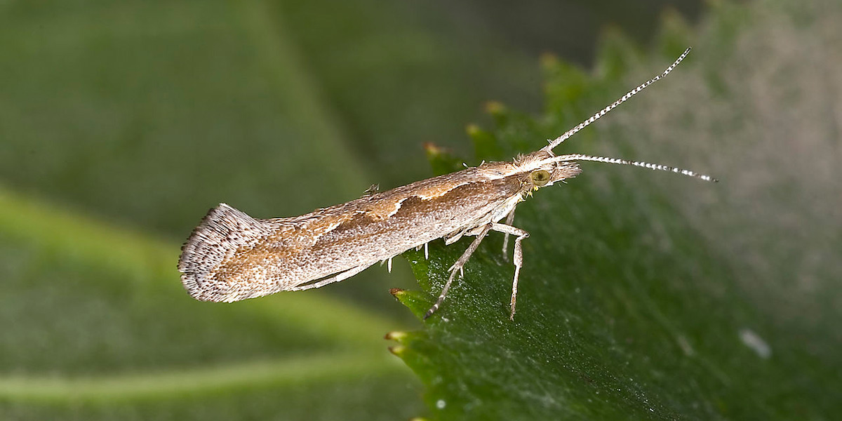 Diamond Backed Moth, Plutella Xylostella