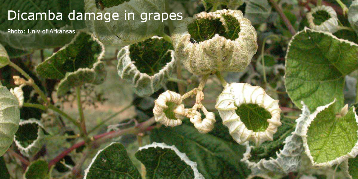 Dicamba damage in grapes