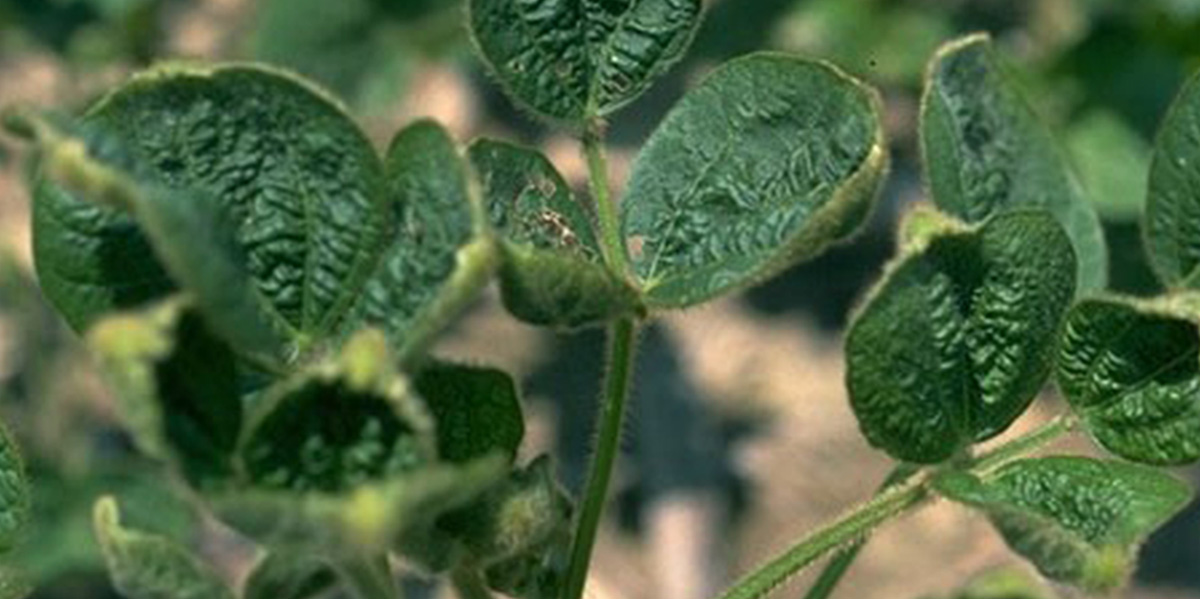 Dicamba damage on soybean leaves
