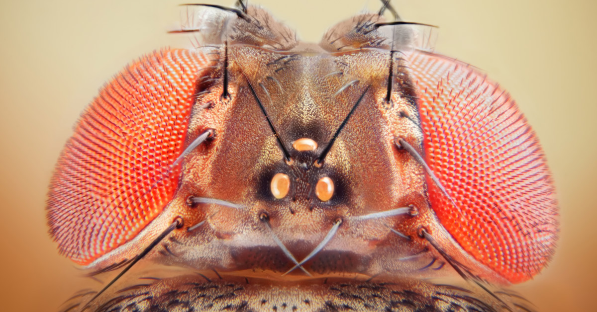 [Image: Drosophila-melanogaster-fruit-fly.jpg]