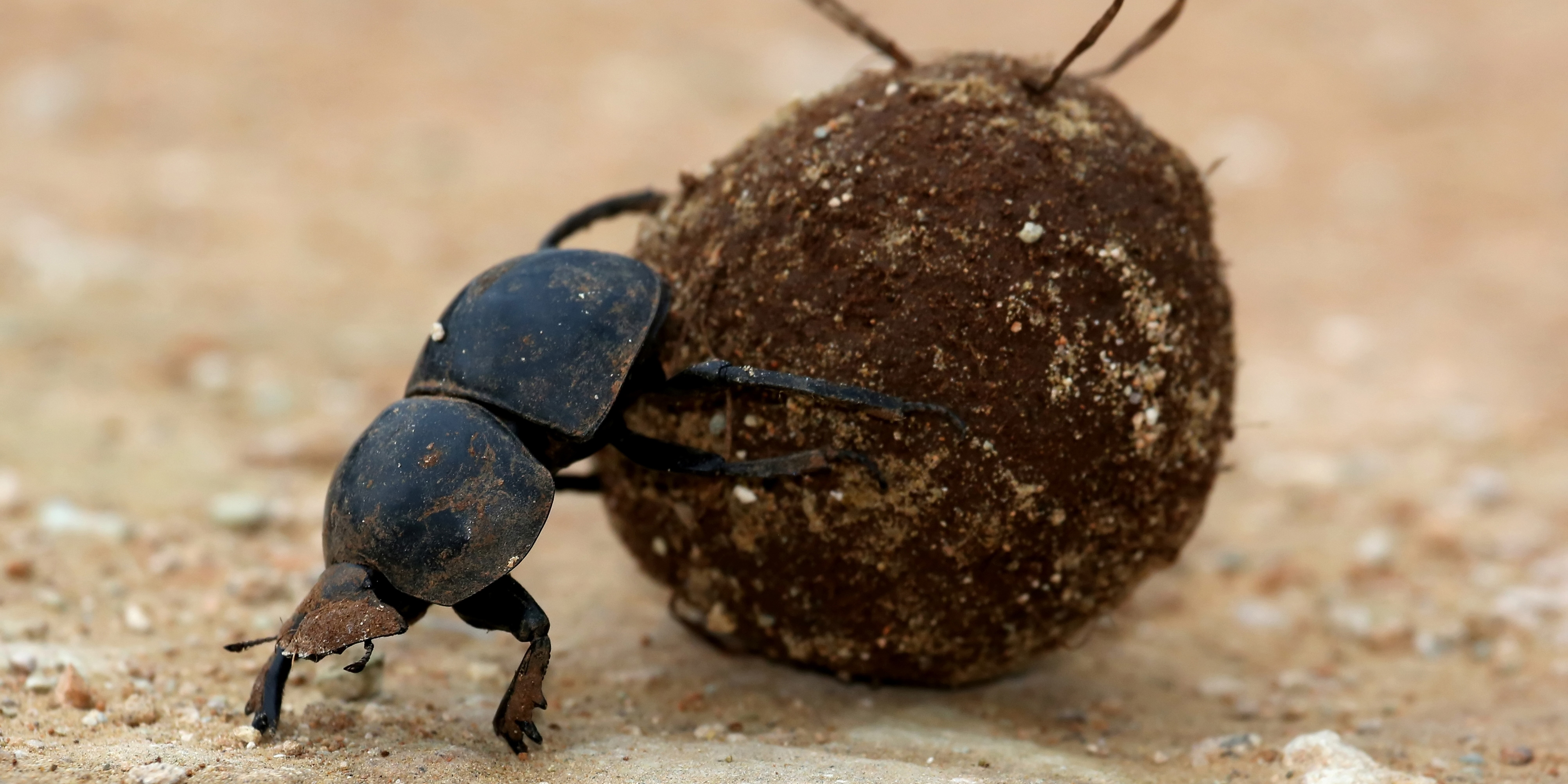 Dung Beetle Rolling a Dung Ball