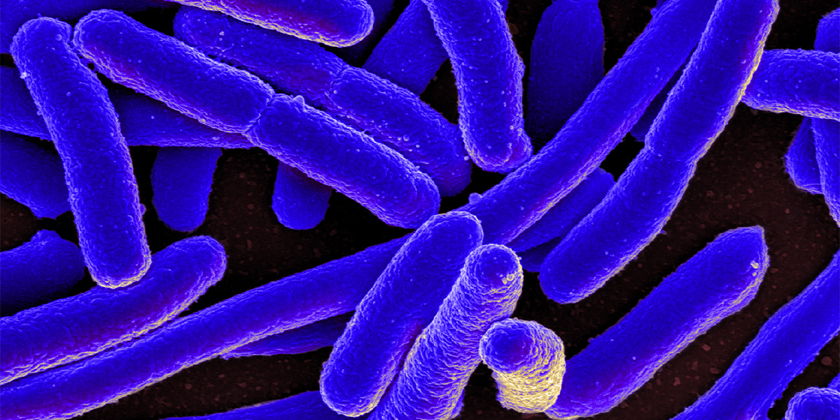 E.coli Bacteria