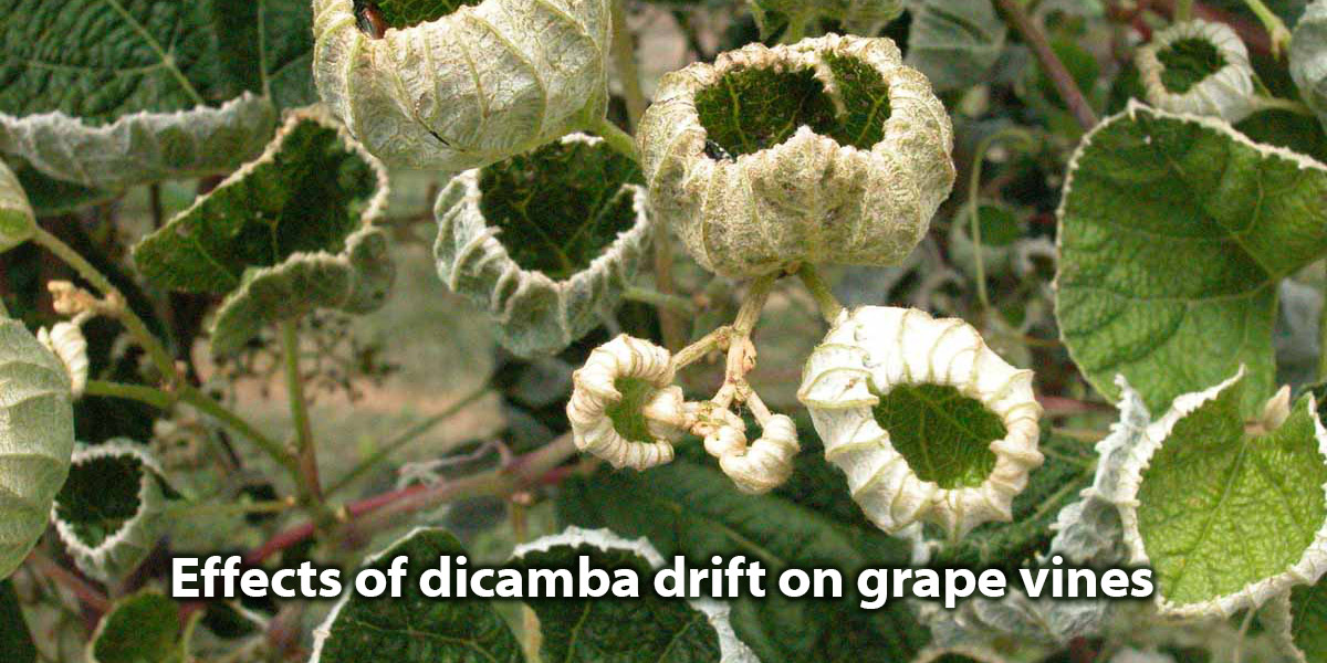 Effects of dicamba drift on grape vines