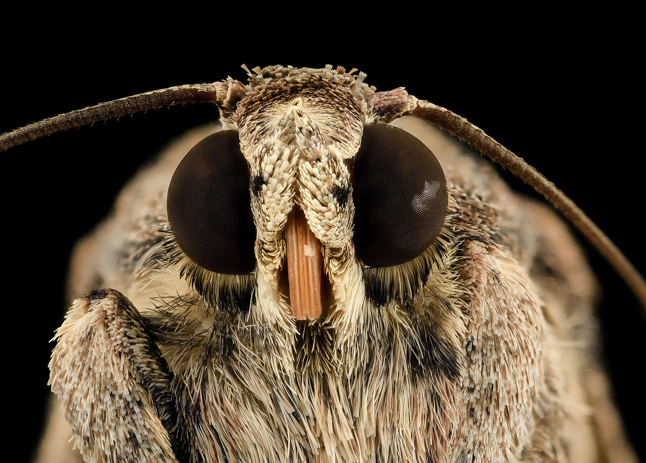 Fall Armyworm