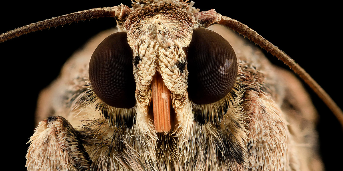 Fall armyworm adult face