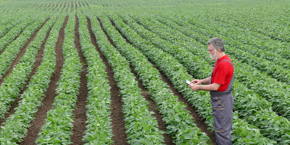 Farmer In Soy Bean field