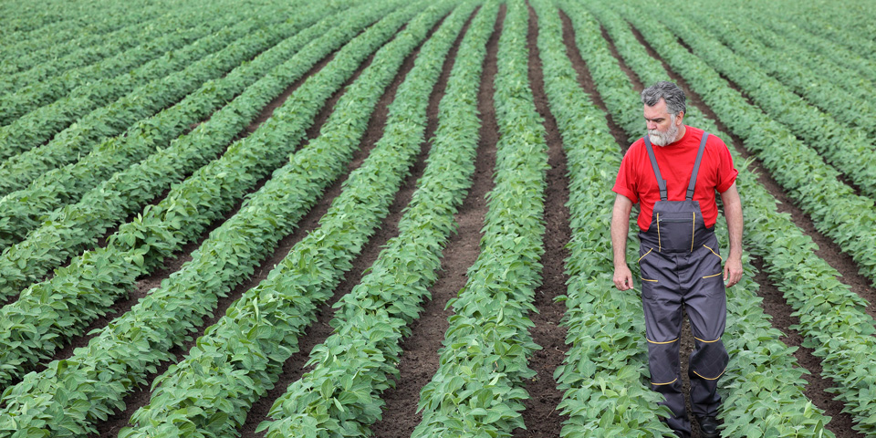 Farmer walking though soya bean field