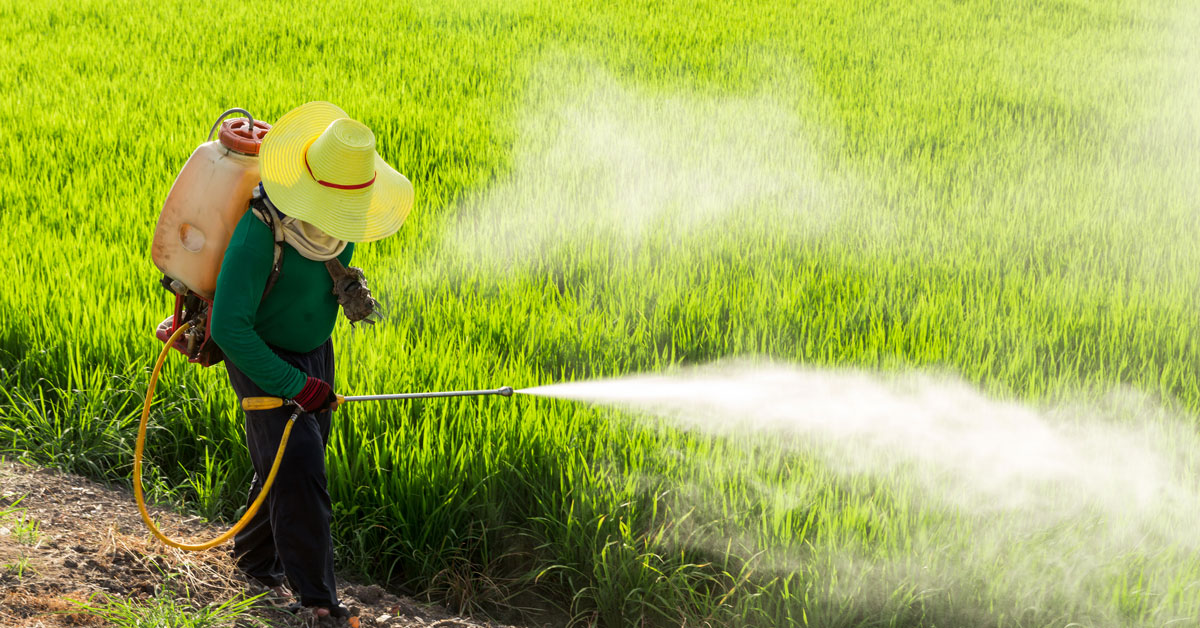 Farmer spraying pesticides in rice field
