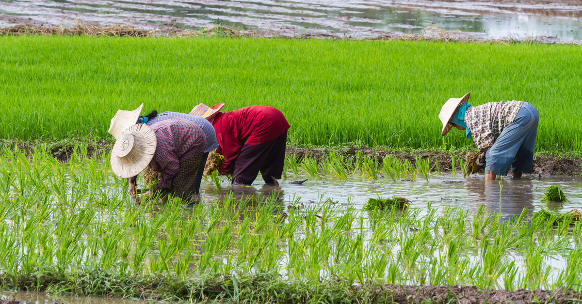 Farmers transplant rice seedlings in paddy field