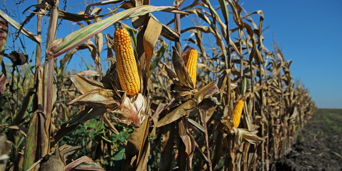 Field of Maize ready for harvesting