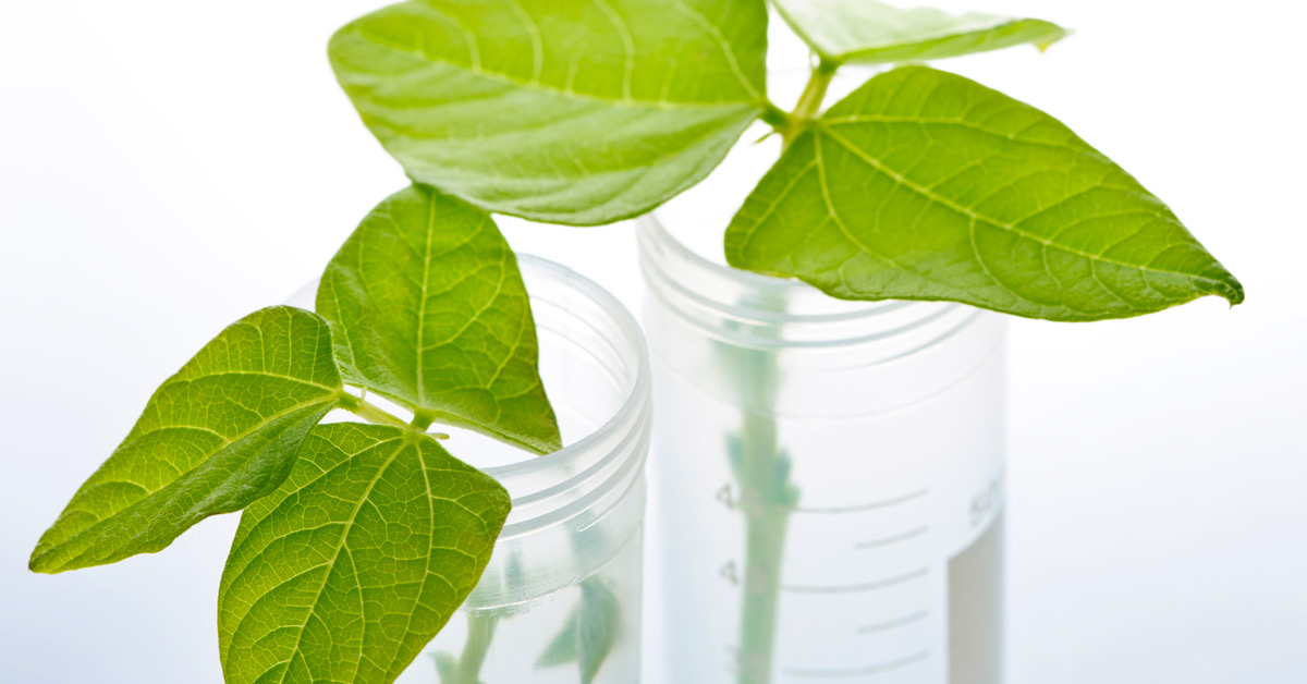 GM plant seedlings in test tubes