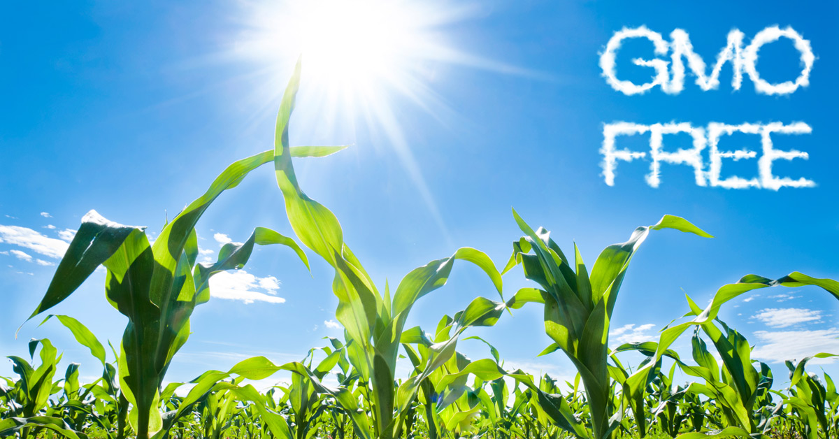 GMO Free sky writing above soy field