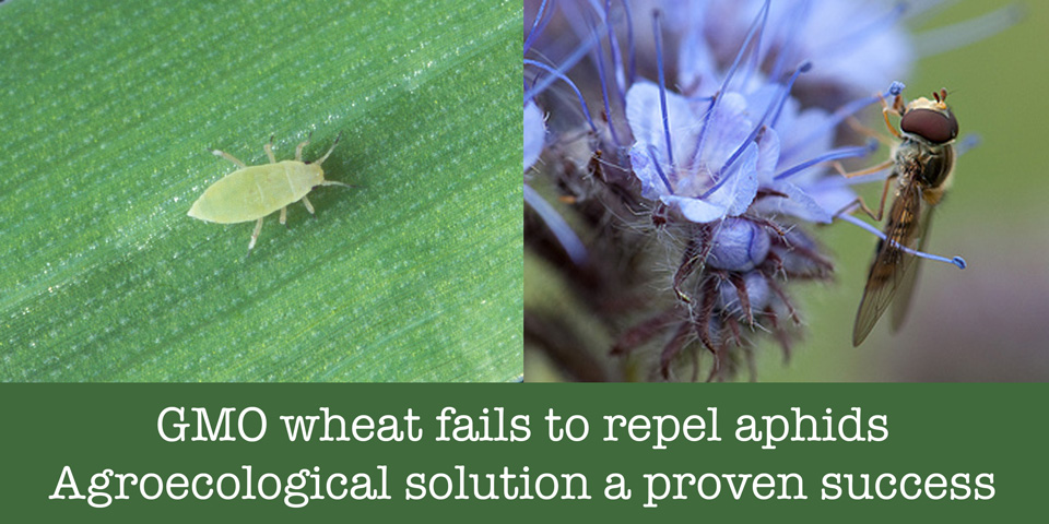 GMO wheat fails to repel aphids. Agroecological solution proven success.