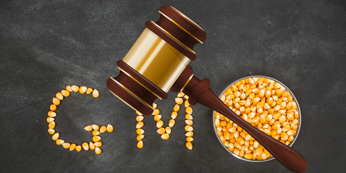 GMO Corn symbol Judges Gavel