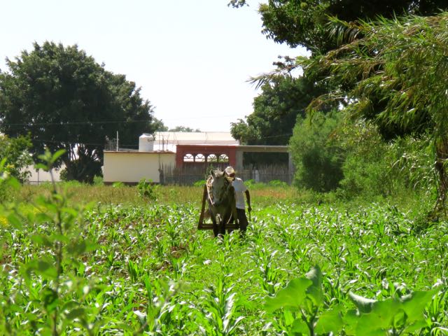 Mexican farmer ploughing