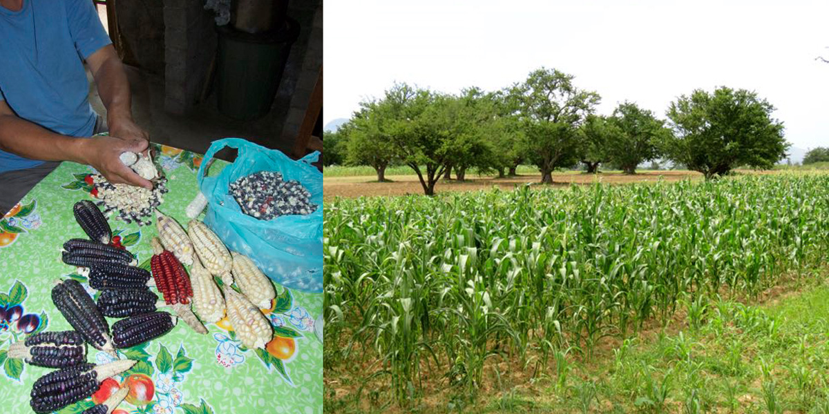 Maize varieties and Maize plot and neighbour plots