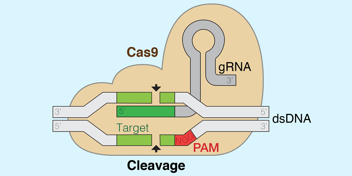 GRNA-Cas9