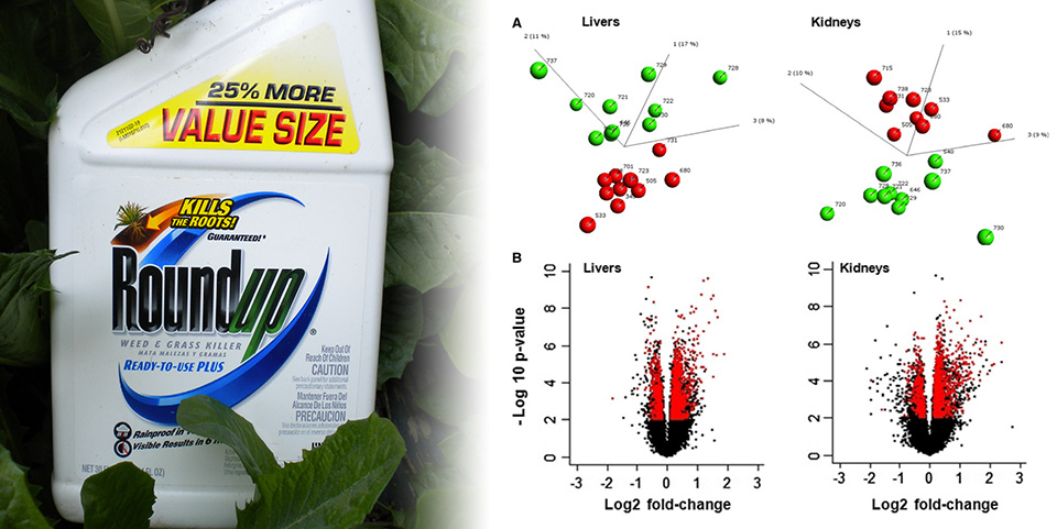 Gene expression analysis confirms Roundup causes liver and kidney damage