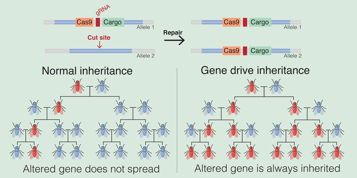 Gene Drive