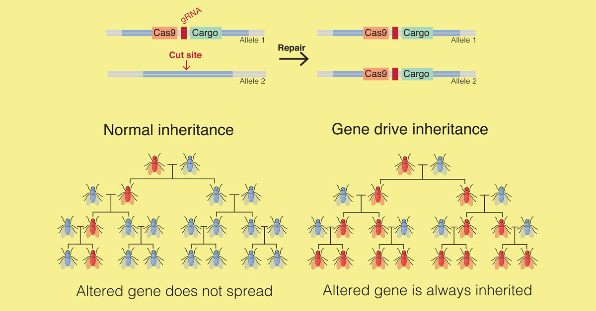 Gene Drive