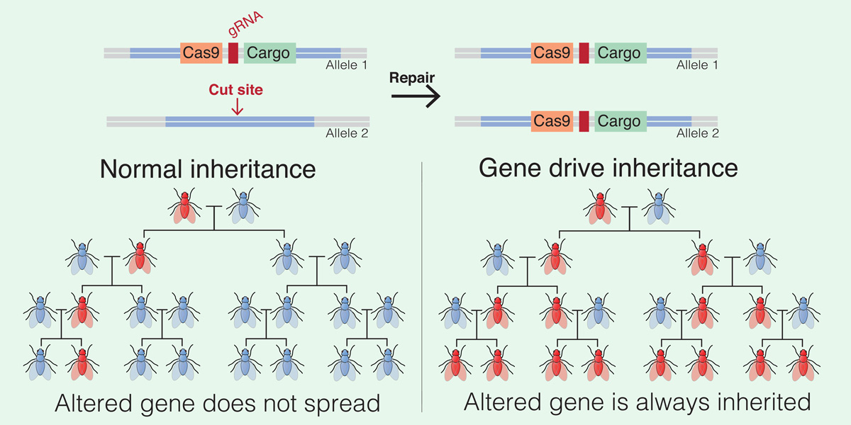 Gene Drive Inheritance