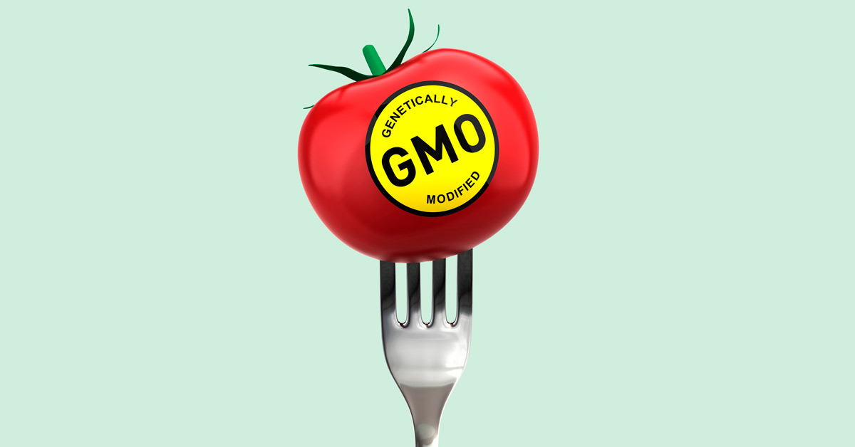 Genetically Modified Tomato on fork