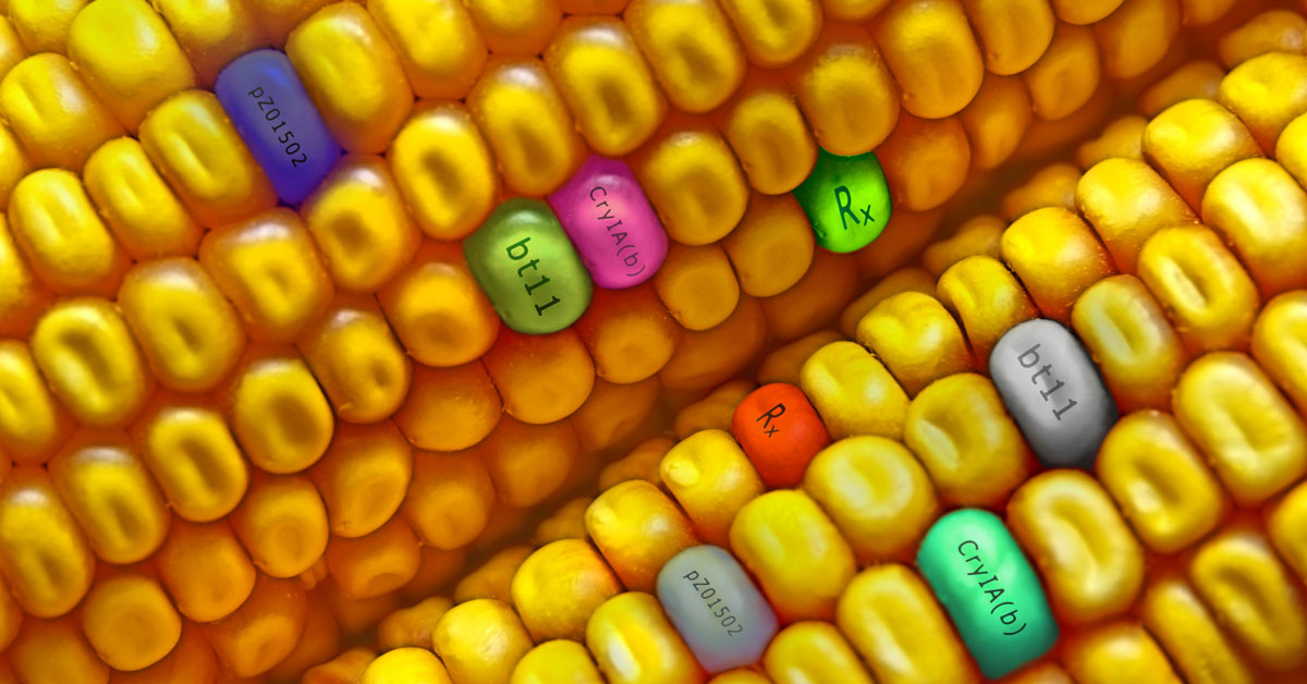 Genetically Modified Corn Cob