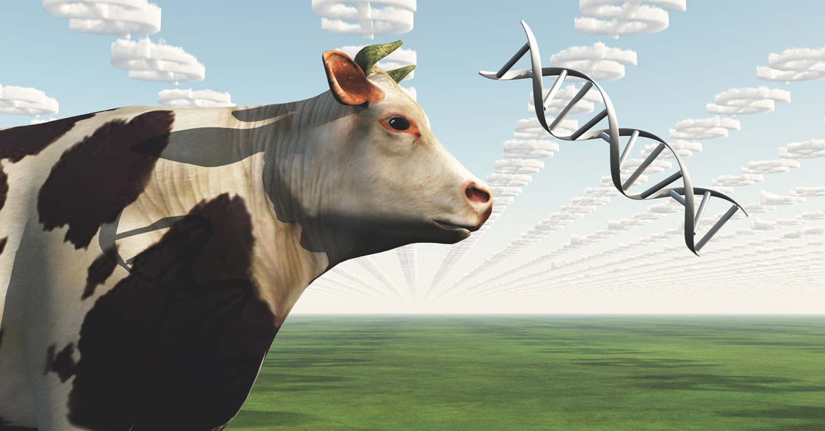 Genetically Modified Cow with DNA strand