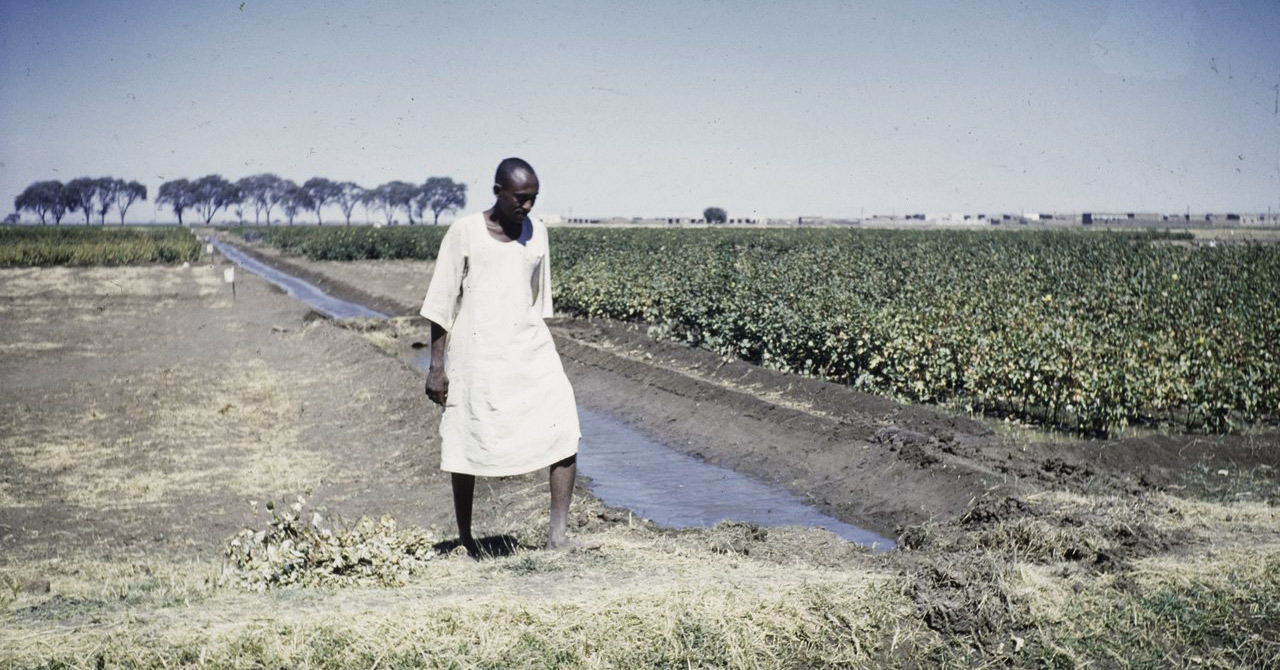 Gezira Scheme cotton farmer in white on trial field Sudan