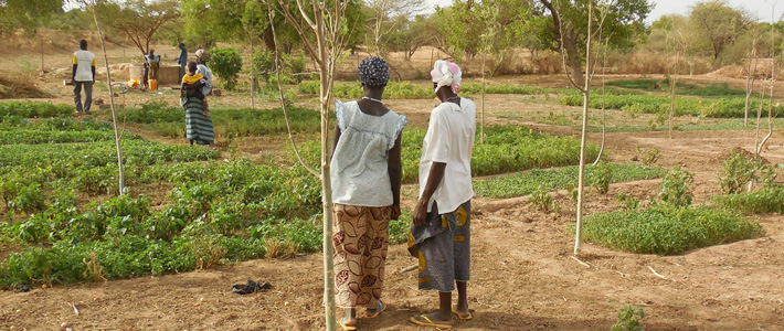 Ghana Farming