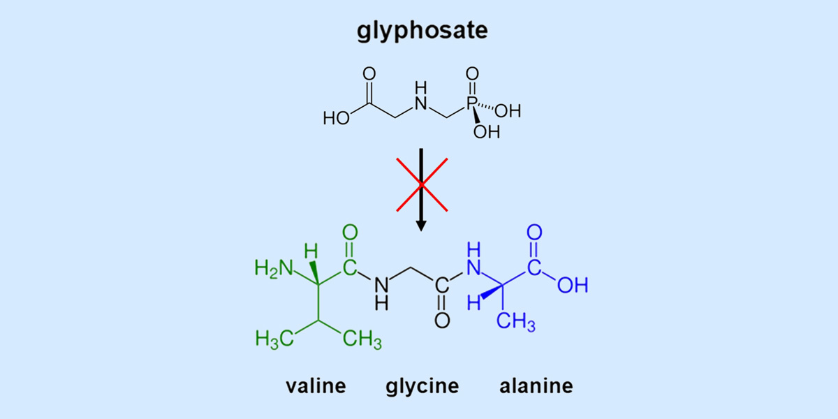Glyphosate Glycine diagram
