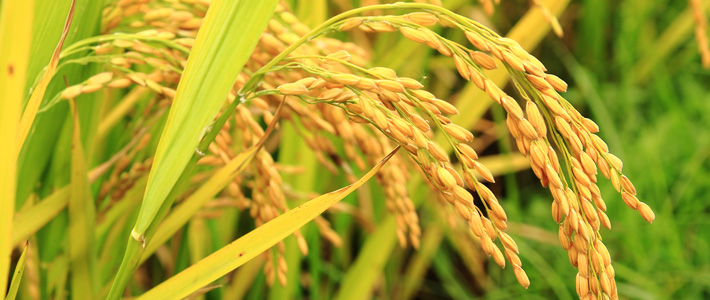 Golden Rice in the field