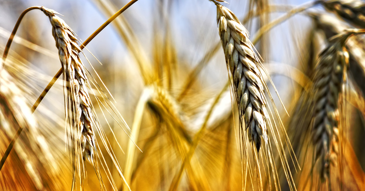 Golden wheat ears