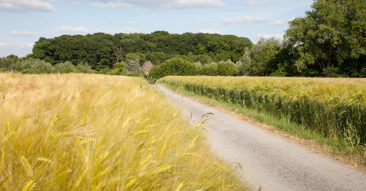 Grain Fields