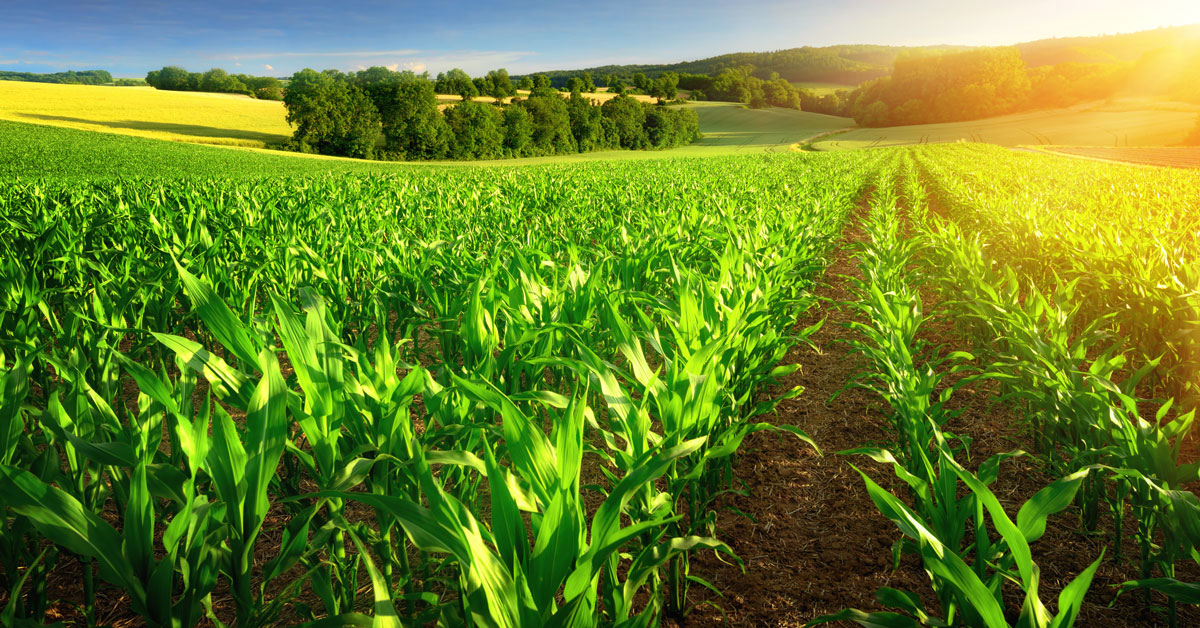 Green Corn field