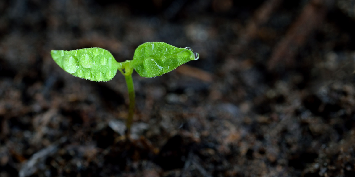 Green sprout growing from soil