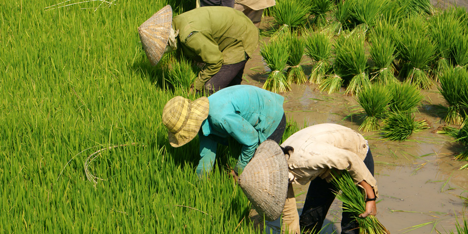 Group of Vietnamese Farmers Sowing Rice